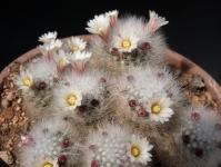 Thumbnail of 0827_Mammillaria schwarzii_20140504_02(1).JPG